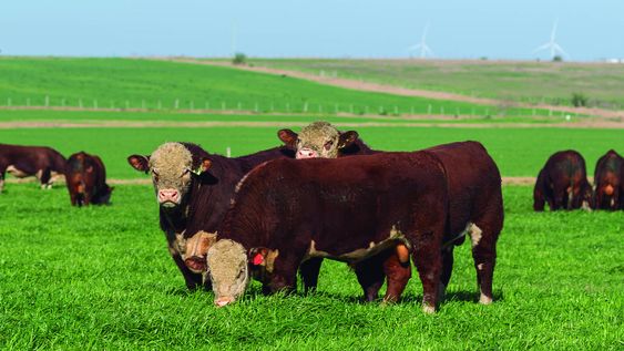 El domingo 15, desde la hora 13.30, con una oferta de 24 toros Hereford, con abundante información objetiva, se realizará el remate de la Central Kiyú