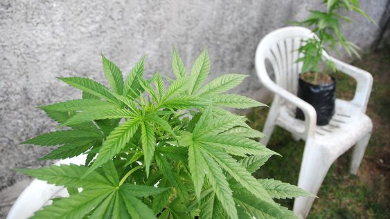 Hay más de 12.000 autocultivadores. Foto: Nicolás Garrido / Búsqueda Hay más de 12.000 autocultivadores. Foto: Nicolás Garrido / Búsqueda