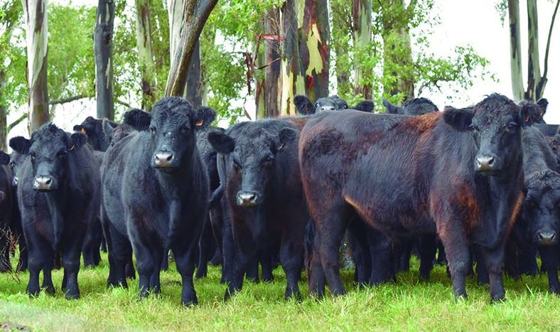 Cada contrato de futuro es por 2.500 kilos de carne de novillo gordo en cuarta balanza