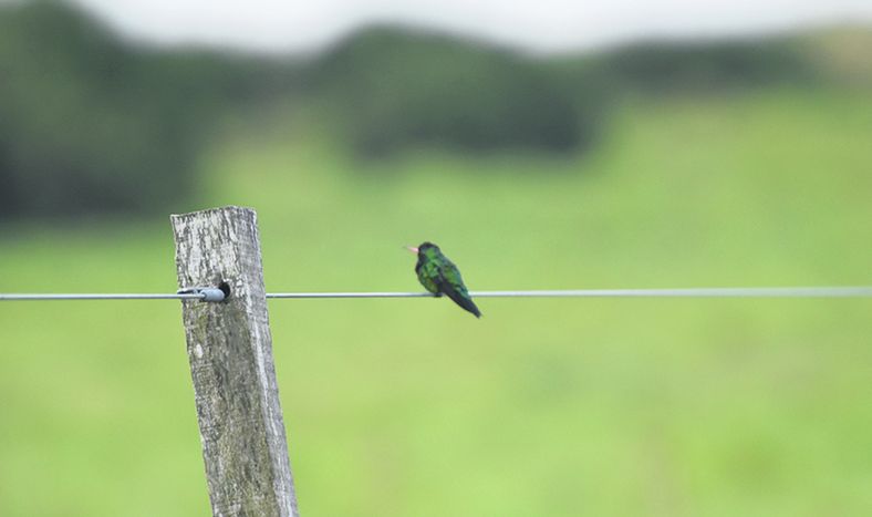 Presentaron trabajos sobre huella de carbono y agroecología financiados con cooperación del BID