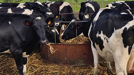 La sequía obligó a consumir reservas. Foto: Agro Búsqueda