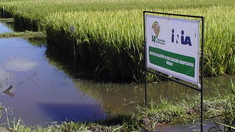El material INIA Merin ha sido muy importante en la productividad del arroz