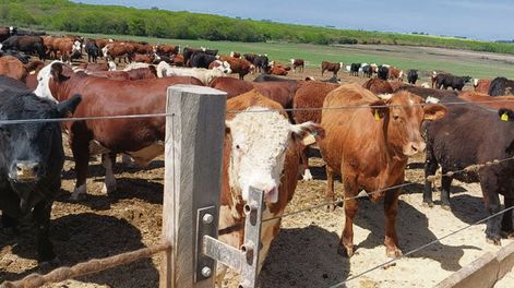 En Uruguay el engorde a corral pasó del 9% al 16% del total de cabezas faenadas; y de los 370.000 animales de corral enviados a plantas de faena, 130.000 provienen de corrales que pertenecen a frigoríficos, argumenta el proyecto de Botana.
