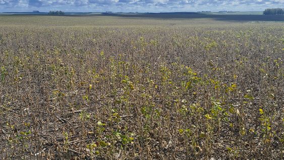 imagen de Sequía impide cosechar el 35% del área de soja sembrada en Uruguay imagen de Sequía impide cosechar el 35% del área de soja sembrada en Uruguay