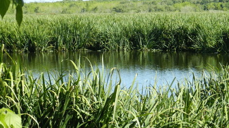 Bañados de Carrasco