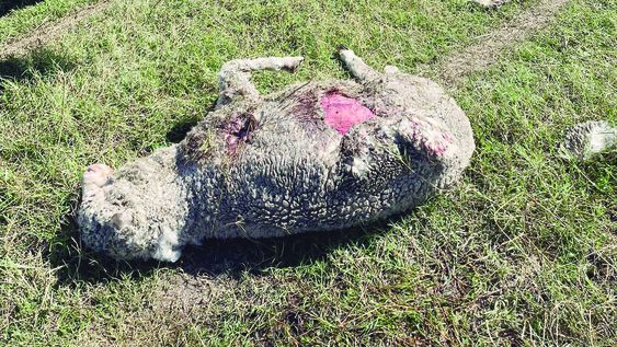 En 2021 el productor Douglas Cortela, de Colonia, denunció que perrosle mataron e hirieron alrededor de 100 ovinos en un año En 2021 el productor Douglas Cortela, de Colonia, denunció que perrosle mataron e hirieron alrededor de 100 ovinos en un año