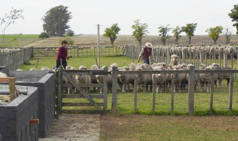 Se considera productor familiar a quienes explotan un predio de hasta 500 hectáreas índice Coneat 100, con ingresos nominales familiares inferiores a 14 BPC promedio mensual y residen a menos de 50 kilómetros del campo