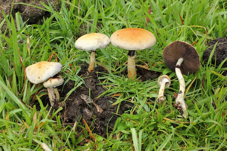 Psilocybe cubenis, denominados “hongos mágicos” por su compuesto psicoactivo. Foto: Alan Rockefeller