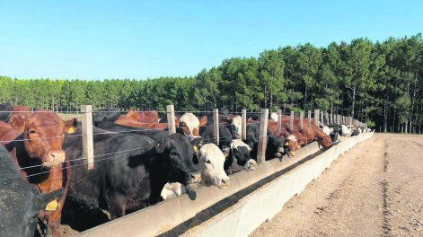 La propuesta de la Federación contempla que las cuarentenas estén protocolizadas y auditadas, con manejo a cargo de veterinarios.