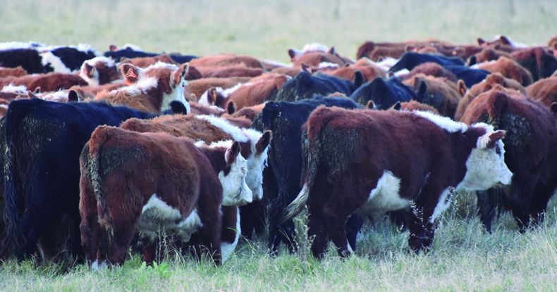 Los criadores necesitarán de una exportación de ganado en pie que demanda la gran oferta de terneros que saldrá al mercado en el próximo otoño