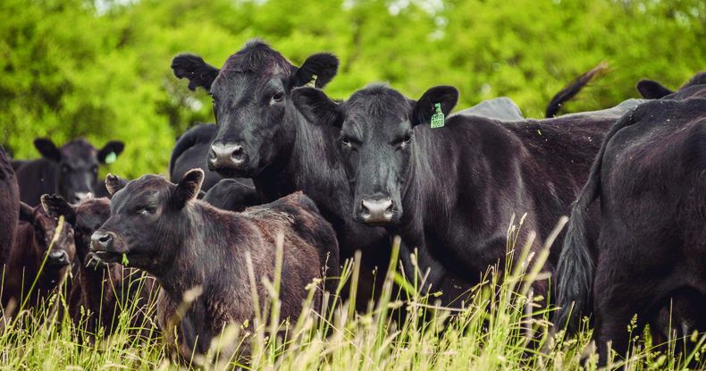 cria vacas y terneros angus