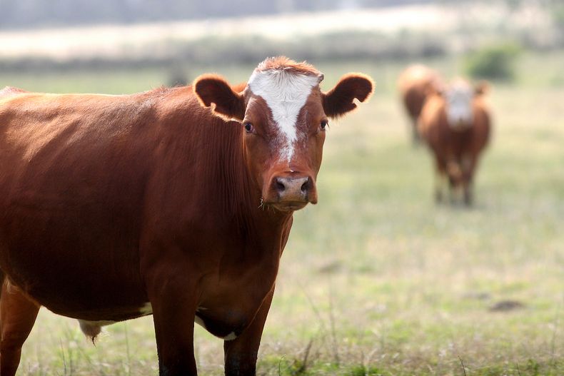 El instrumento de futuros de Ufex es de novillo gordo de más de 380 kilos de razas carniceras y sus cruzas