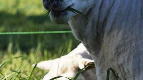 El stock ovino en Uruguay cayó por debajo de 6 millones de cabezas El stock ovino en Uruguay cayó por debajo de 6 millones de cabezas