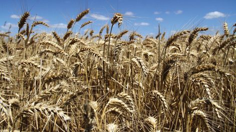 La mayor producción de cereales de este año se destacó en el campo local