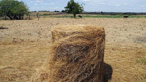 Foto: Ricardo Antúnez / adhocFOTOS