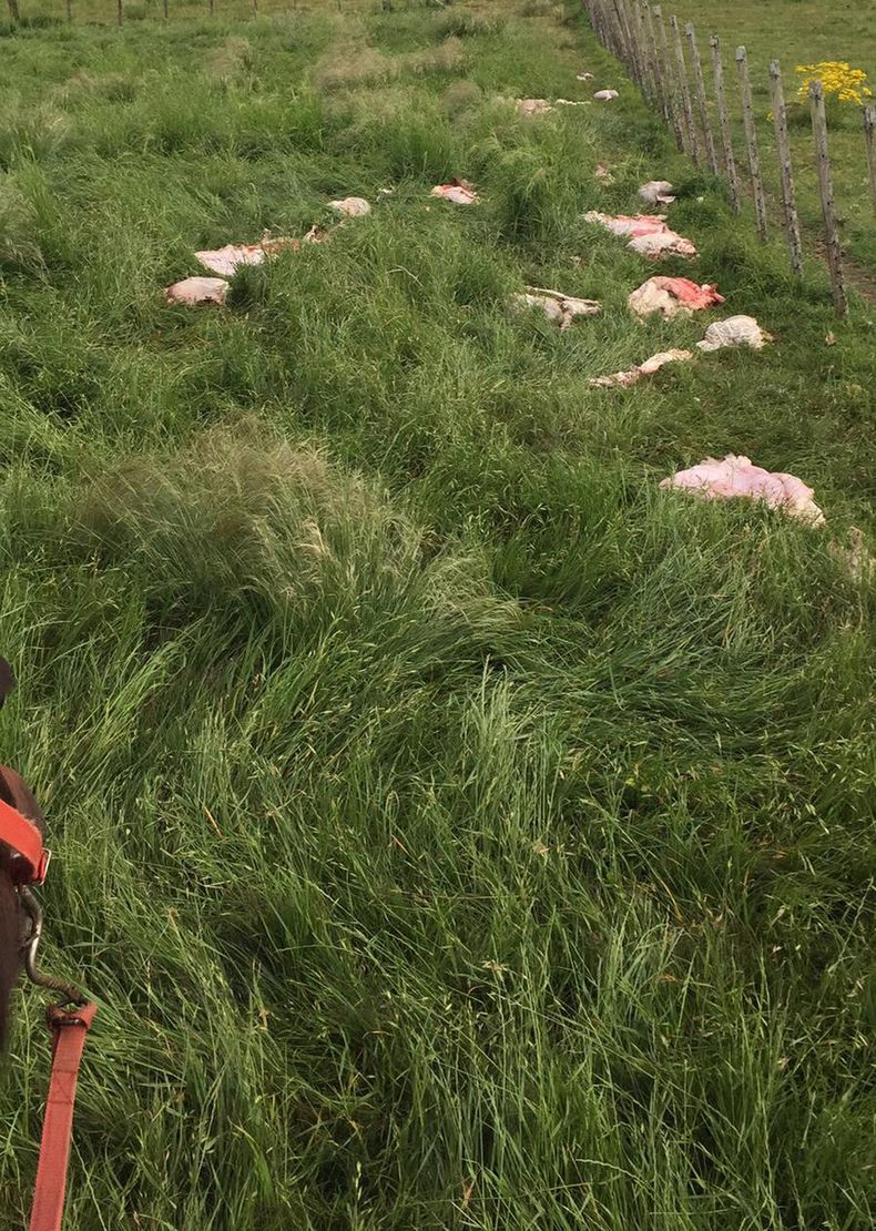 imagen de Ruralistas advierten aumento del delito de abigeato, que genera  pérdidas de millones de dólares y descreimiento en ganaderos