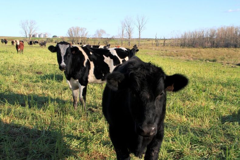 imagen de Comienza trabajo “ambicioso” para reducir las emisiones de gases de efecto invernadero por cada kilo de carne producido en Uruguay