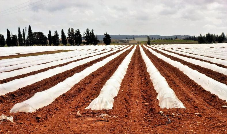 imagen de La recaudación de impuestos en el agro tendrá una “leve” baja y la presión fiscal se mantiene en casi 8%, según informe de Opypa