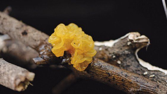 Hongo cerebro amarillo Hongo cerebro amarillo