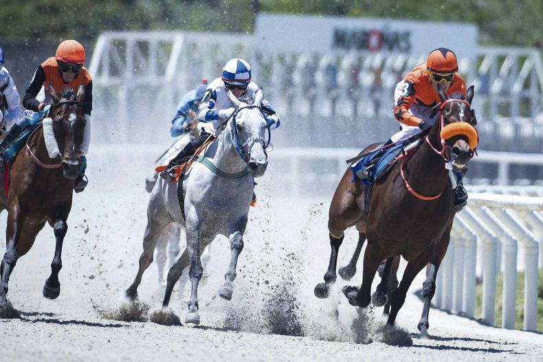 En 2025 hubo 1.127 carreras en el Hipódromo de Maroñas, y los caballos uruguayos ganaron 817 (72,5%), obteniendo US$ 9,616 millones en premios, 72% del total.