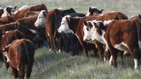 Es muy probable que se produzcan 3,15 millones de terneros, lo que llevará al stock bovino a 11,85 millones de cabezas