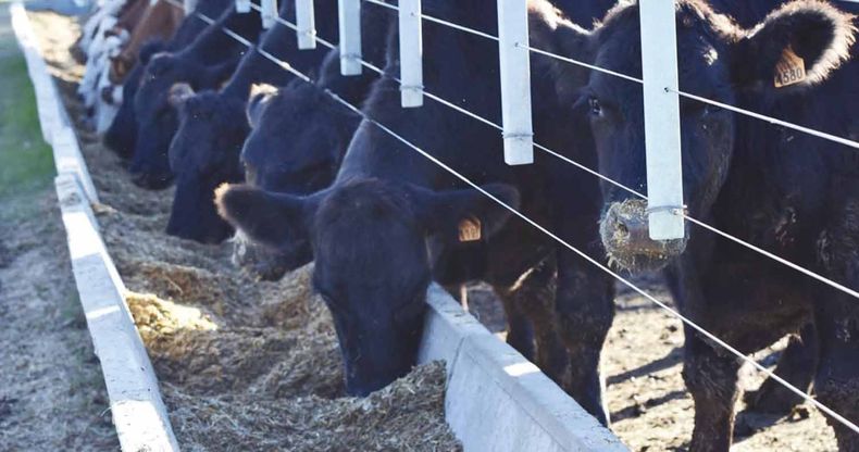 Tapa Corral feedlot