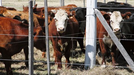 imagen de Más problemas para el sector cárnico: Europa está paralizada y los embarques de la cuota Hilton cayeron 24%, según Inac