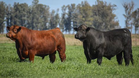 Se espera que la zafra de toros tenga gran demanda, acompañada de buenos precios.
