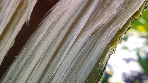 Taladro de los cítricos. Foto: Lautaro Lagarde Taladro de los cítricos. Foto: Lautaro Lagarde