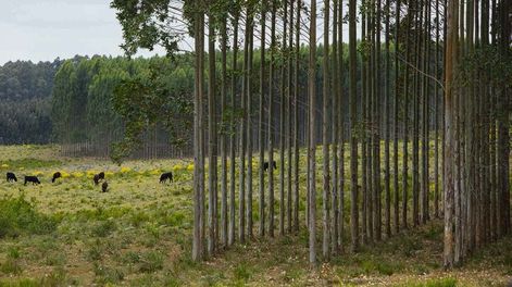 imagen de Fondo de inversión extranjero compra tres campos por US$ 100 millones