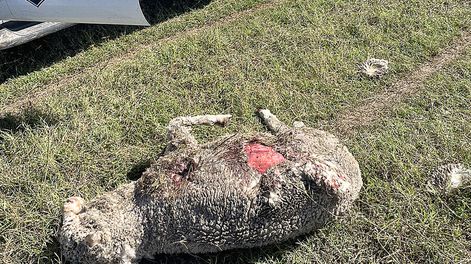 El INBA empezó a capturar perros sueltos que generan daños en el campo y problemas en la vía pública y en otros puntos, anunció el Ministerio de Ganadería