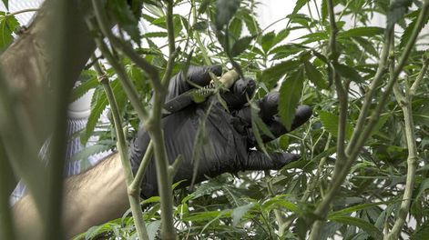 Cultivador de marihuana. Foto: Pablo La Rosa / adhocFOTOS