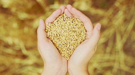 Los análisis marcan que este año no habría una diferencia tan grande entre el rinde agronómico y el maltero