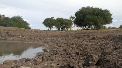 imagen de El MGAP cuantificó las pérdidas por la sequía y caída de los precios en un valor cercano a los U$S 1.200 millones