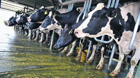 Búsqueda | Tambo en un establecimiento agropecuario. Foto: Nicolás Celaya, adhocFOTOS