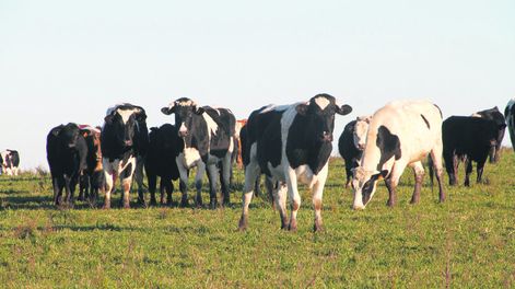 imagen de Critican “pésima inversión” realizada por Colonización en la  compra de un predio a un exdirector de ese organismo estatal