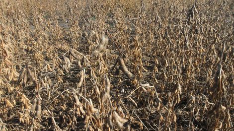 imagen de Operará nuevo seguro en la próxima siembra de soja, anunció el ministro Benech