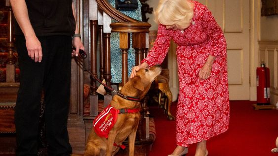 Los perros de Medical Detection Dogs están entrenados para detectar enfermedades como cáncer, párkinson y malaria.&nbsp;