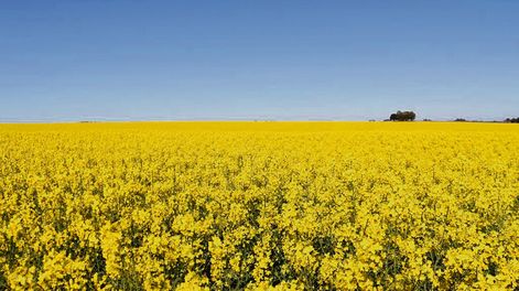 Las chacras de colza lucen espléndidas en la previa al inicio de la cosecha