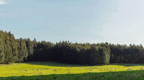 El área total de tierras transadas el año pasado fue de 291.250 hectáreas