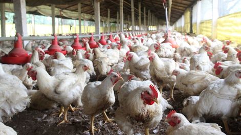 imagen de IVA a carnes blancas   sorprendió a productores y a dirigentes del propio gobierno