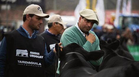 El jurado Andrés Peñagaricano en plena jura Aberdeen Angus en la Expo Prado 2023. Foto: Angus Uruguay