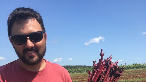 imagen de Llegó a Uruguay el único pariente reconocido del tannat: una variedad “casi desaparecida” que será objeto de análisis genético