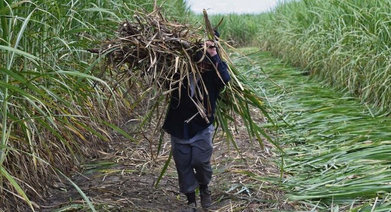 Los precios establecidos para los predios explotados por cañeros se ubican entre US$ 3.900 y US$ 4.500 por hectárea