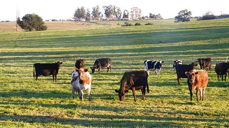 imagen de Debido a la faena y a la exportación de ganado, Uruguay tendrá la menor cantidad de novillos en 40 años, según el Plan Agropecuario