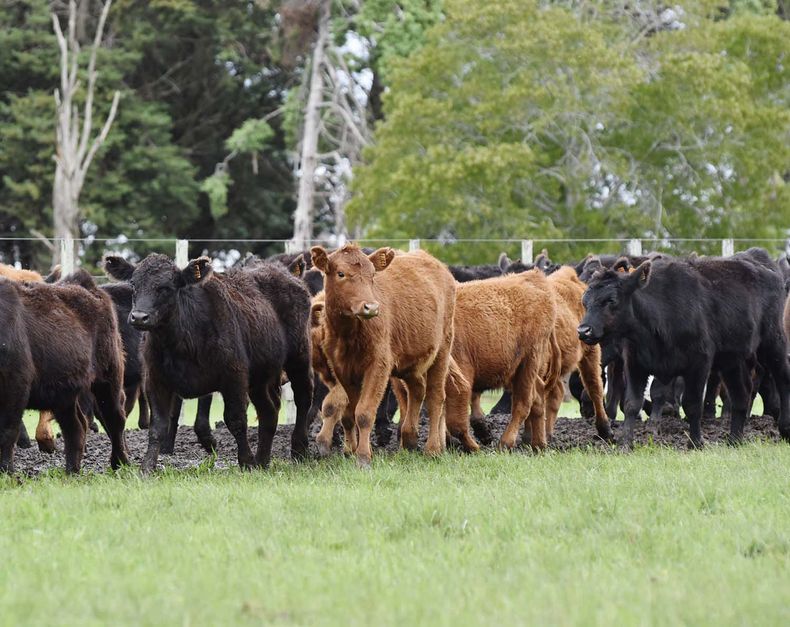 El clima favorable, así como la acumulación de conocimiento, y estrategias de manejo, permitieron alcanzar “muy buenos resultados”, según Quintans