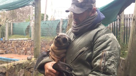 imagen de Maldonado inició contactos con Mundo Marino mientras evalúa alternativas para realojar a animales rescatados por ONG
