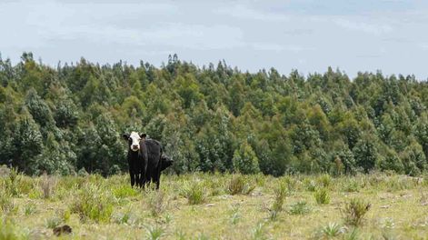 Desde el FA se plantea promover la “diversificación de la industria maderera y de productos derivados”, “asociada al desarrollo del norte” del país, “limitando la forestación a suelos de prioridad forestal”