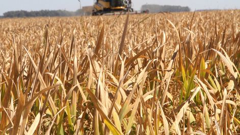 imagen de Sector arrocero tiene media industria parada y 32% menos de  productores que hace 10 años; el BROU refinanciará deudas