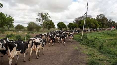Vacas lecheras en un tambo, en Florida. Foto: Ricardo Antúnez / adhocFOTOS